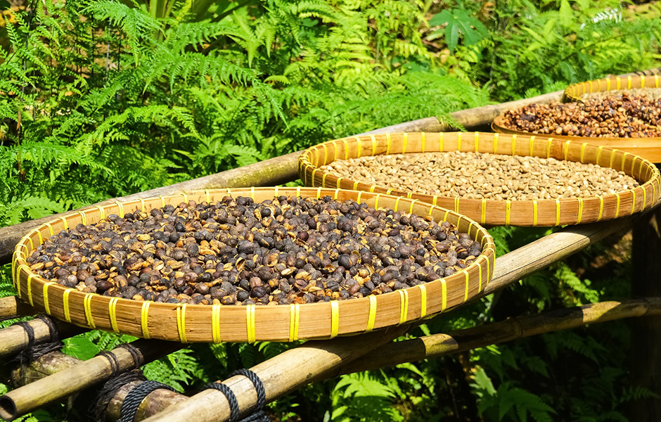 coffee beans drying